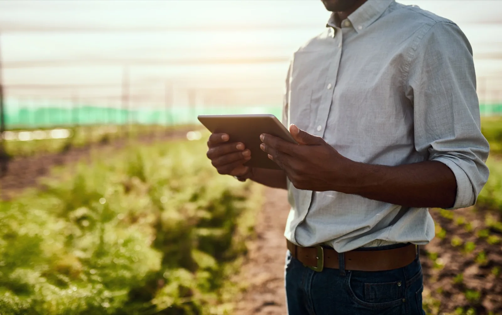 A farm visit: hands holding a tablet between rows of crops